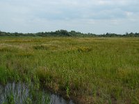 NL, Noord-Brabant, 's-Hertogenbosch, Moerputten 24, Saxifraga-Willem van Kruijsbergen