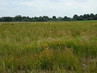 NL, Noord-Brabant, 's-Hertogenbosch, Moerputten 25, Saxifraga-Willem van Kruijsbergen