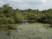 NL, Noord-Brabant, 's-Hertogenbosch, Moerputten 30, Saxifraga-Willem van Kruijsbergen