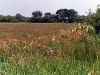 Pimpernelblauwtje 172_05 : De Moerputten Habitat van het Pimpernelblauwtje