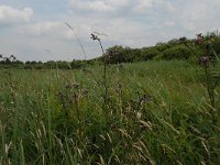 NL, Noord-Brabant, 's-Hertogenbosch, Moerputten 5, Saxifraga-Willem van Kruijsbergen