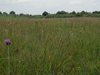 NL, Noord-Brabant, 's-Hertogenbosch, Moerputten 8, Saxifraga-Willem van Kruijsbergen