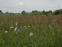 NL, Noord-Brabant, 's-Hertogenbosch, Moerputten 9, Saxifraga-Willem van Kruijsbergen