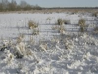 NL, Noord-Brabant, Boxtel, Banisveld 10, Saxifraga-Jan van der Straaten