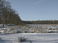 NL, Noord-Brabant, Boxtel, Banisveld 14, Saxifraga-Marijke Verhagen