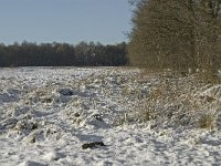 NL, Noord-Brabant, Boxtel, Banisveld 15, Saxifraga-Jan van der Straaten