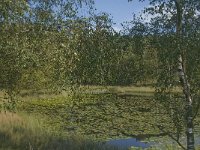 NL, Noord-Brabant, Boxtel, Bosven 6, Saxifraga-Jan van der Straaten