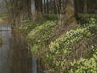 NL, Noord-Brabant, Boxtel, Bundersdijk 4, Saxifraga-Willem van Kruijsbergen