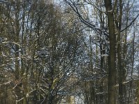 NL, Noord-Brabant, Boxtel, De Geelders 3, Saxifraga-Jan van der Straaten