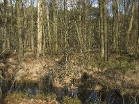 NL, Noord-Brabant, Boxtel, De Geelders 35, Saxifraga-Willem van Kruijsbergen