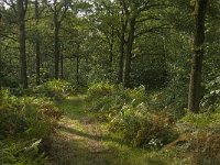 NL, Noord-Brabant, Boxtel, De Geelders 50, Saxifraga-Jan van der Straaten