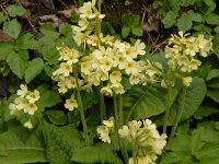 NL, Noord-Brabant, Boxtel, De Scheeken 11, Saxifraga-Jan van der Straaten