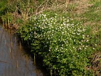 NL, Noord-Brabant, Boxtel, De Scheeken 5, Saxifraga-Jan van der Straaten