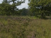 NL, Noord-Brabant, Boxtel, Het Speet 25, Saxifraga-Jan van der Straaten