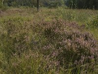 NL, Noord-Brabant, Boxtel, Het Speet 29, Saxifraga-Jan van der Straaten