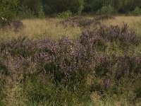 NL, Noord-Brabant, Boxtel, Het Speet 36, Saxifraga-Marijke Verhagen