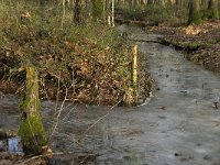 NL, Noord-Brabant, Boxtel, Het Speet 7, Saxifraga-Jan van der Straaten