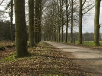 NL, Noord-Brabant, Boxtel, Het Veldersbosch 2, Saxifraga-Willem van Kruijsbergen