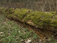 NL, Noord-Brabant, Boxtel, Het Veldersbosch 3, Saxifraga-Willem van Kruijsbergen