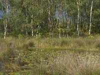 NL, Noord-Brabant, Boxtel, Huisvennen 11, Saxifraga-Jan van der Straaten