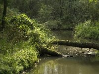 NL, Noord-Brabant, Boxtel, Kampina, Beerze 1, Saxifraga-Jan van der Straaten