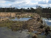 NL, Noord-Brabant, Boxtel, Kattelaarsput 1, Saxifraga-Jan van der Straaten