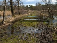 NL, Noord-Brabant, Boxtel, Melaniedreef 2, Saxifraga-Jan van der Straaten