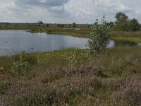 NL, Noord-Brabant, Boxtel, Zandbergsven 2, Saxifrag-Jan van der Straaten