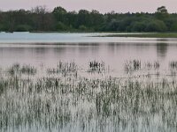 NL, Noord-Brabant, Cranendonck, Gastelsche Heide (Oude Strijper Aa) 29, Saxifraga-Tom Heijnen