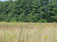 NL, Noord-Brabant, Cranendonck, Groote Heide 22, Saxifraga-Tom Heijnen