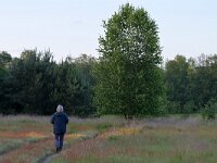 NL, Noord-Brabant, Cranendonck, Groote Heide 26, Saxifraga-Tom Heijnen