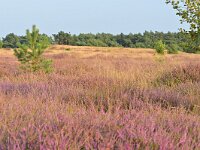 NL, Noord-Brabant, Cranendonck, Kranenveld 16, Saxifraga-Tom Heijnen