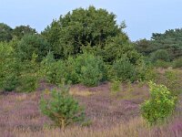 NL, Noord-Brabant, Cranendonck, Kranenveld 18, Saxifraga-Tom Heijnen