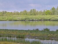 NL, Noord-Brabant, Cranendonck, Soerendonks Goor 34, Saxifraga-Tom Heijnen