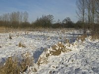 NL, Noord-Brabant, Eindhoven, Bokt 12, Saxifraga-Jan van der Straaten