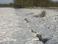 NL, Noord-Brabant, Eindhoven, Bokt 5, Saxifraga-Marijke Verhagen