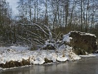 NL, Noord-Brabant, Eindhoven, Collse Zeggen 15, Saxifraga-Jan van der Straaten