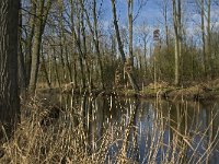 NL, Noord-Brabant, Eindhoven, De Bogten, Dommel 10, Saxifraga-Jan van der Straaten