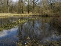 NL, Noord-Brabant, Eindhoven, Dommel and Tongelreep 19, Saxifraga-Marijke Verhagen