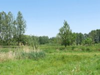 NL, Noord-Brabant, Eindhoven, Dommel valley between Sterrenlaan and Hooidonk 1, Saxifraga-Tom Heijnen