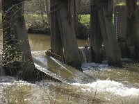 NL, Noord-Brabant, Eindhoven, Genneper Watermolen 4, Saxifraga-Jan van der Straaten