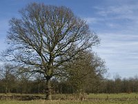 NL, Noord-Brabant, Eindhoven, Lage Heide 28, Saxifraga-Jan van der Straaten