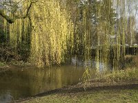 NL, Noord-Brabant, Eindhoven, Paradijslaan 5, Saxifraga-Marijke Verhagen