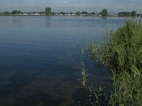 NL, Noord-Brabant, Lith, Lithse Ham 3, Saxifraga-Jan van der Straaten