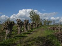 NL, Noord-Brabant, Lith, Lithse eendenkooi 11, Saxifraga-Jan van der Straaten