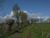 NL, Noord-Brabant, Lith, Lithse eendenkooi 12, Saxifraga-Jan van der Straaten