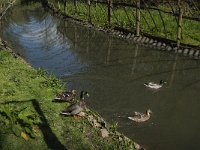 NL, Noord-Brabant, Lith, Lithse eendenkooi 9, Saxifraga-Jan van der Straaten