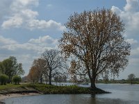 NL, Noord-Brabant, Lith, Maas 2, Saxifraga-Jan van der Straaten