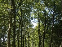 NL, Noord-Brabant, Oirschot, Baest 11, Saxifraga-Jan van der Straaten