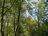 NL, Noord-Brabant, Oirschot, Baest 12, Saxifraga-Jan van der Straaten